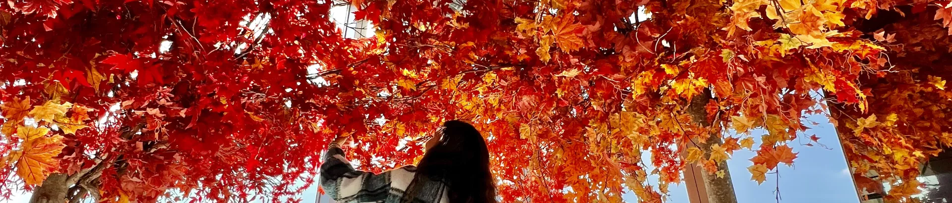 Header Image